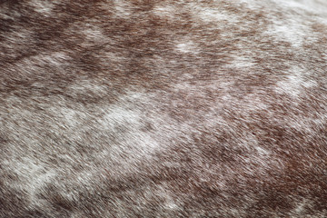 Texture of a horse animal coat