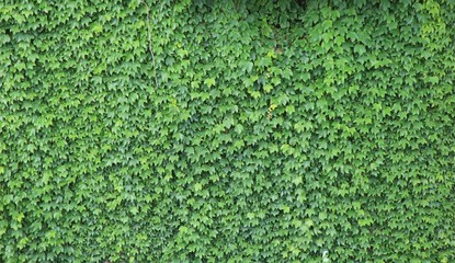 一面のツタの葉(宮城県)