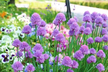 花　春　はなねぎ　アリウムギガンティウム　公園　茨城