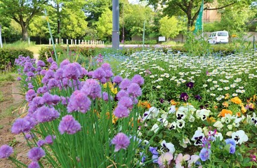 花　春　はなねぎ　アリウムギガンティウム　公園　茨城