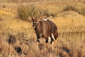 Nyala Männchen