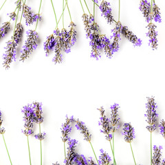 A square frame of blooming lavender flowers, shot from the top on a white background with a place...