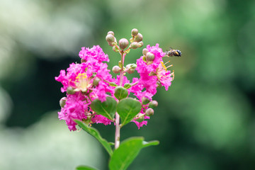 Beautiful close up Chinese crape myrtle flower in a garden.( Crape myrtle or Indian lilac...