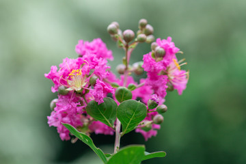 Beautiful close up Chinese crape myrtle flower in a garden.( Crape myrtle or Indian lilac...