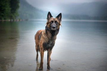 Belgian shepherd is standing in water. Dog in a mountain scenery with foggy mood. Hiking with mans best friend to lake.