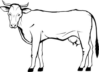 Fototapeta na wymiar cow, farm, vector graphic, logo, art illustration, isolated, monogram