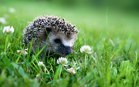 West European Hedgehog On A Green Meadow