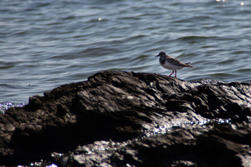 gravelot rocher océan