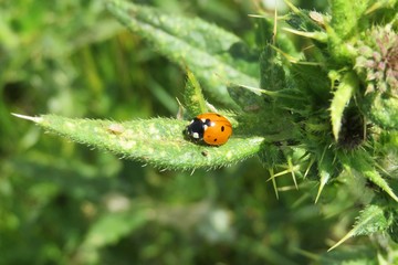 Ladybug on prickly plant in the garden, closeup