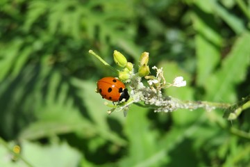 Fototapeta premium Ladybug on plant branch in the garden on natural green leaves background