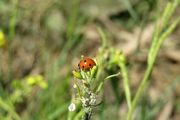 Ladybug on plant in the meadow on natural green background