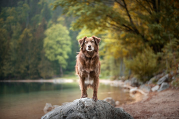 Mixed breed dog is standning on a rock in a beautiful landscape bewteen mountains. Dog at the lake with a foggy mood.