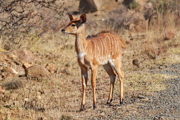 Nyala Weibchen