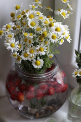 Close up on chamomile sill in a pot with water and strawberries inside