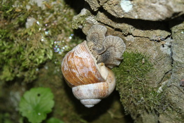 Weinbergschnecke an einem Stein