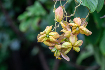 Beautiful Donna flower in a garden.(Mussaenda Philippica'Queen Sirikit')