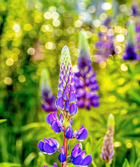Sunny bokeh on a spring meadow lupine plant