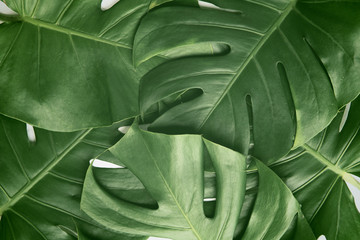 Isolate Dark green Monstera large leaves, philodendron tropical foliage plant growing in wild on white background with clipping path concept for flat lay summer greenery leaf texture rainforest floral