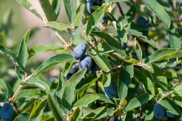 Honeysuckle bush with ripe blue berries