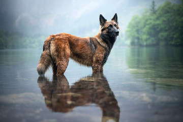 Belgian shepherd is standing in water. Dog in a mountain scenery with foggy mood. Hiking with mans best friend to lake. - obrazy, fototapety, plakaty