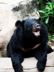 portrait of a bear