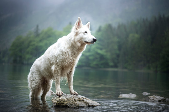 Berger blanc suisse at a rock in a beautiful landscape bewteen mountains. Dog at the lake with foggy mood.
