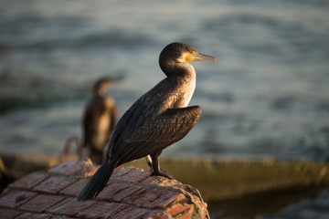 cormorant on rock