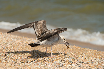 bird on the beach