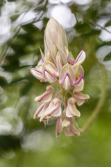 Fototapeta premium Kan Pai Mahidol flower is a type of vine named Afgekia mahidolae Burtt et Chermsir.A White and purple flower in Thailand.