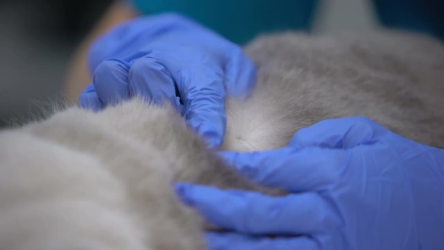 Gloved hands looking for fleas and mites in thick animal fur, pet health care