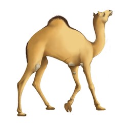 Cartoon camel goes isolated transparent background