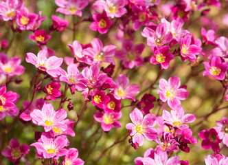 Blume Flower 