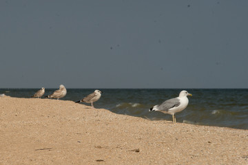 seagull on the beach