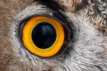 Zelfklevend Fotobehang Oehoe van dichtbij, oog van de Euraziatische Oehoe, bubo bubo © Tatiana