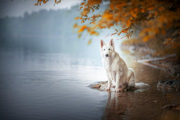 Berger blanc suisse at a rock in a beautiful landscape bewteen mountains. Dog at the lake with...