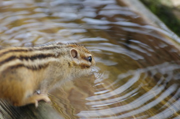 水飲み場のリス