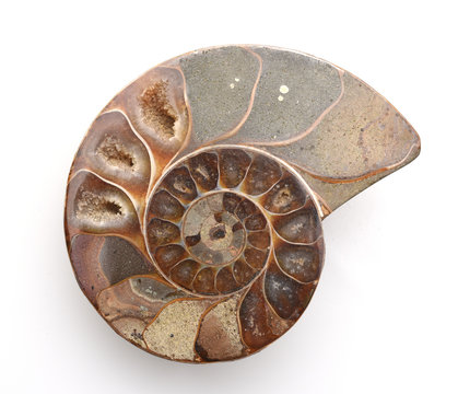 Ammonit, Fossil, Sagittalschnitt