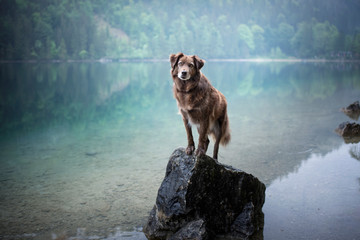 Mixed breed dog is standning on a rock in a beautiful landscape bewteen mountains. Dog at the lake...