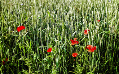 Meadow with poppy flowers as nature background.