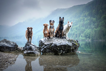Five dogs are sitting on a rock in beautiful scenery. Friendship between dogs. Obedient dogs of...