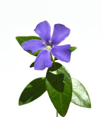 Kleines, Immergruen, Vinca, minor