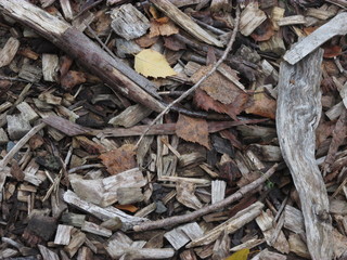 Mulch on the forest floor of Dandenong Botanic Garden, Victoria, Australia