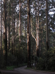 Dirt road through the forest near Dandenong Botanic Garden in Victoria, Australia. Taken during one cloudy winter afternoon