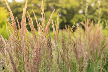 Grass in the meadow.