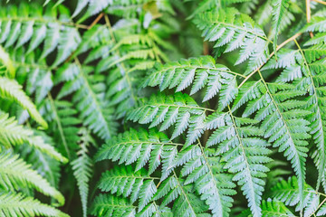 A Beautiful fern leaves background. Greenery background