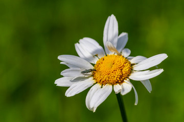 Margerite mit einem Käfer