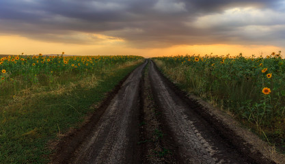 Fototapeta na wymiar Dirt road leading through the sunflower fields