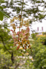 Selective focus beautiful Cassia Fistula flower blooming in a garden.Also called Golden Shower,Purging Cassia or Indian laburnum.Close up yellow flower in summer season.