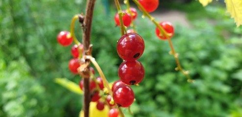 Red currant berries. Bush red currant in the close-up