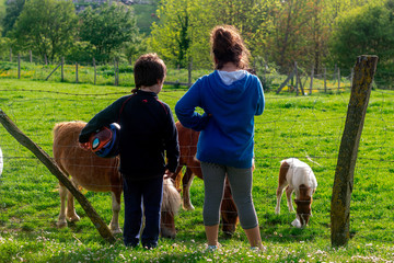 Niños mirando a caballos en el monte